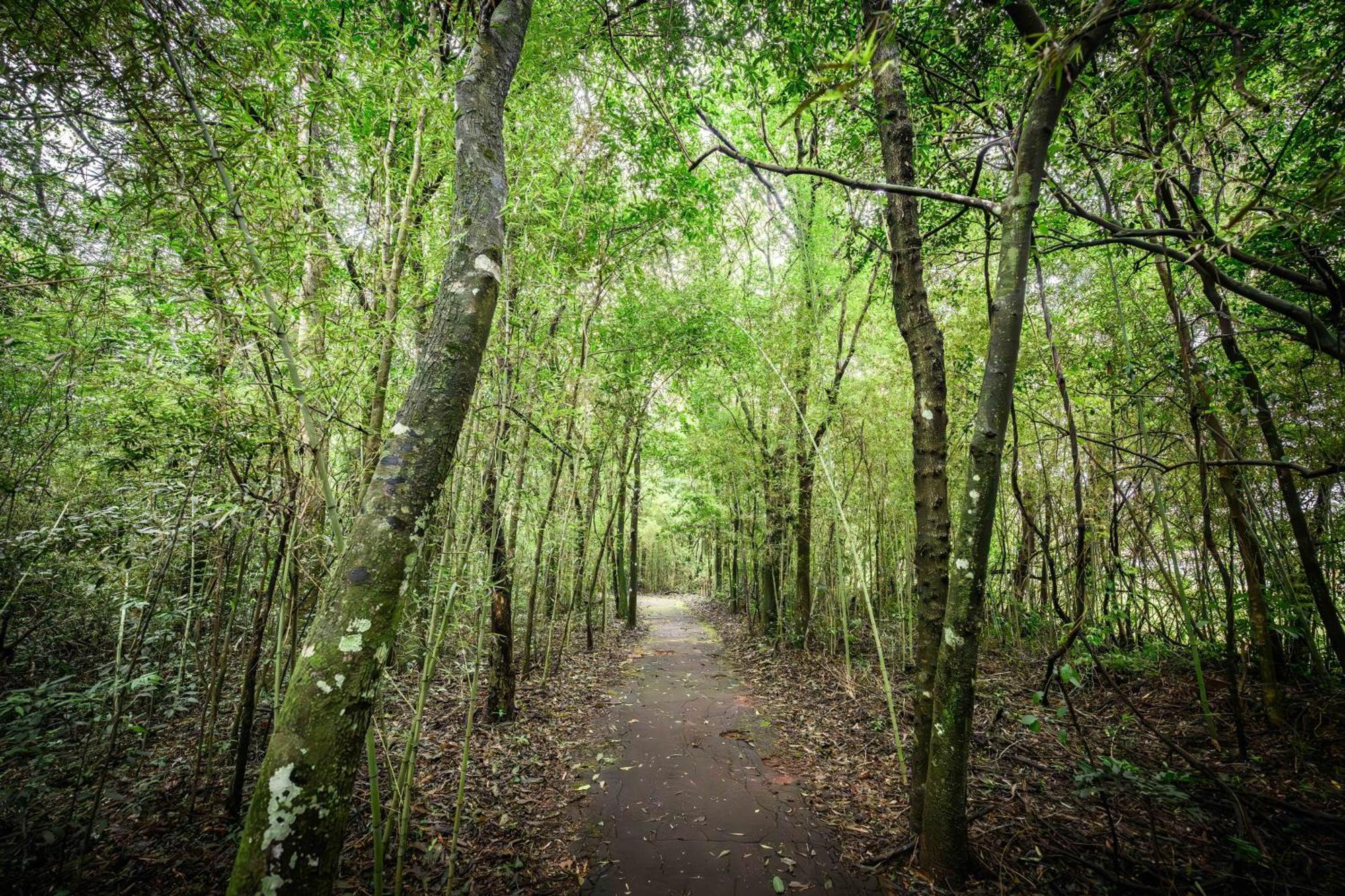 Exe Hotel Cataratas Puerto Iguazu Exterior photo The path through the woods